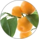 Medisana Aroma Apelsinų eterinis aliejus