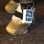 Magnetinės terapijos aparatas gyvūnams Kora Oxer-1
