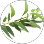 Medisana Aroma Eukaliptų aromato namų kvapas-1