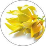 Medisana Aroma Ilang ilangų aromato namų kvapas-1