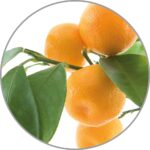Medisana Aroma Apelsinų aromato namų kvapas-1