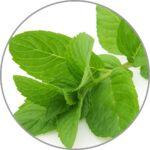 Medisana Aroma Pipirmėčių aromato namų kvapas-1