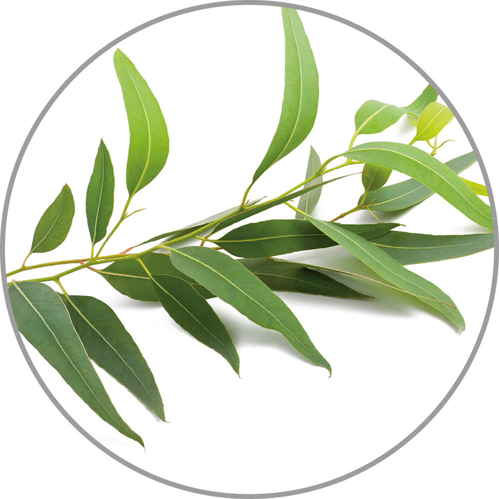 60031_Aroma_Eukalyptus.jpg