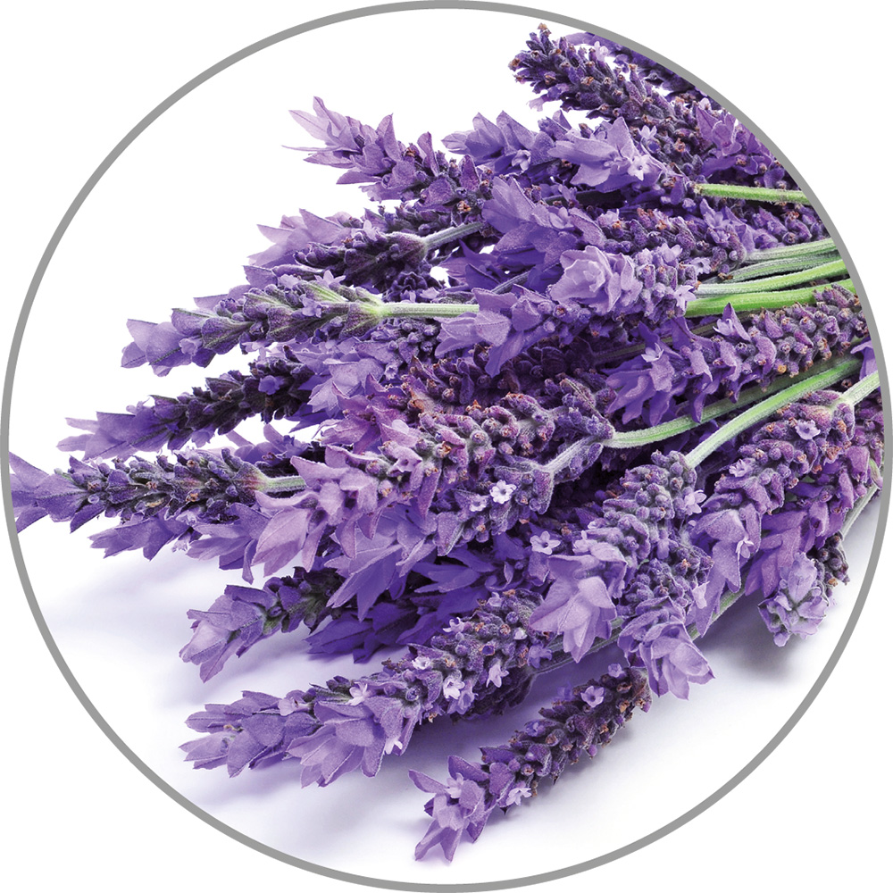 60032_Aroma_Lavendel.jpg