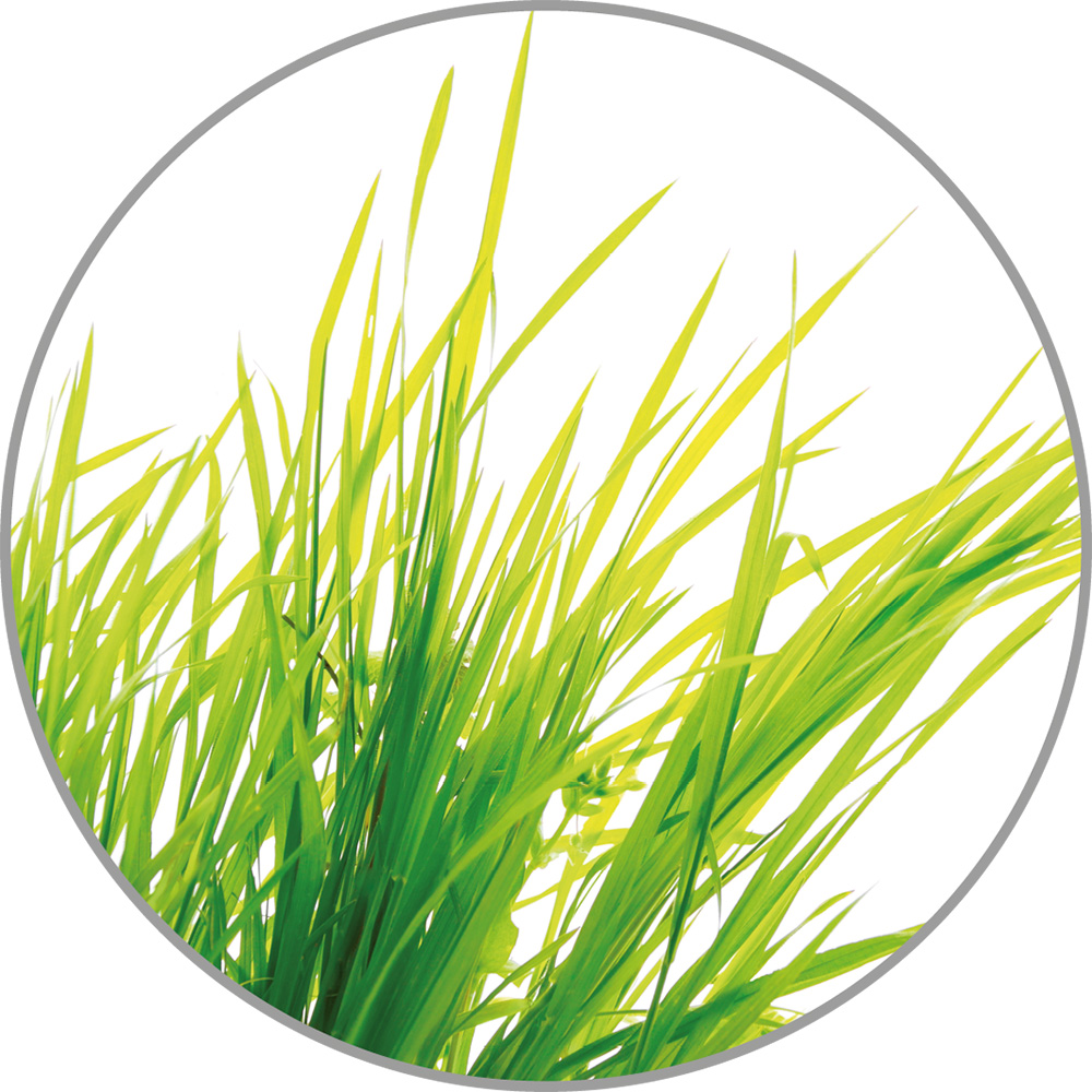 60033_Aroma_Citronella.jpg