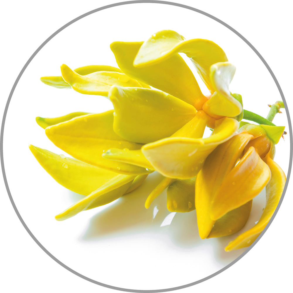 60035_Aroma_YlangYlang.jpg