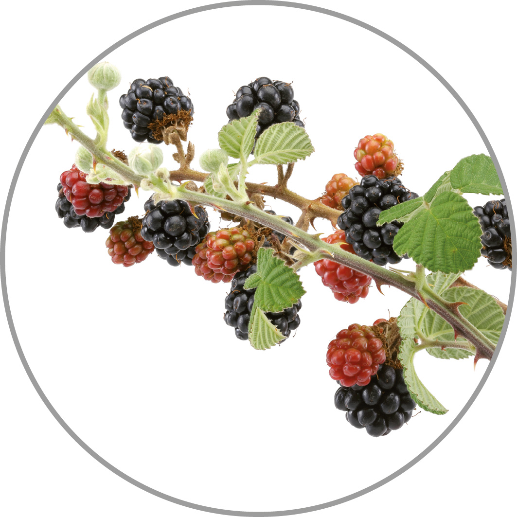 60039_Aroma_Wildbeeren.jpg