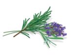 Aromatiniai lapeliai VICKS VapoPads rozmarino ir levandų kvapo (7vnt.)-1
