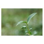 Minimu eterinis aliejus - arbatmedis-2